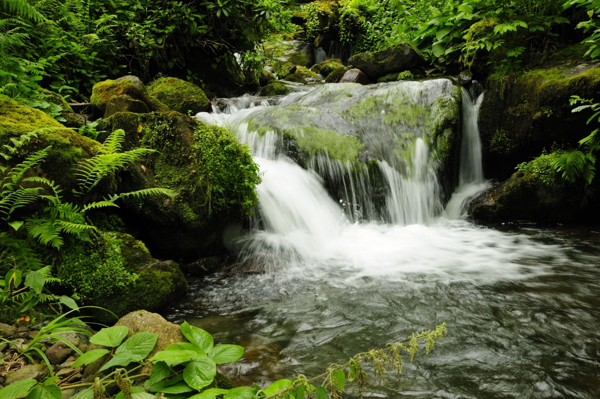 Georgian forests and wetlands to be included among UNESCO World Heritage Sites geotv.ge